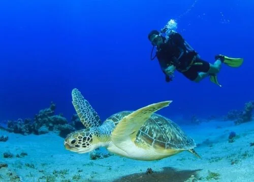 Дайвинг в Средиземном море из Сиде